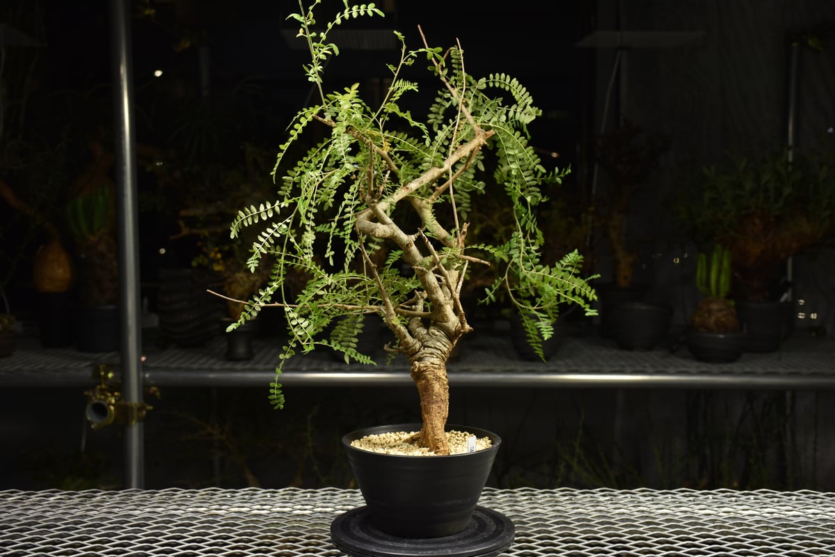 Boswellia neglecta ボスウェリア ネグレクタ 発根済現地株 H15 | BO
