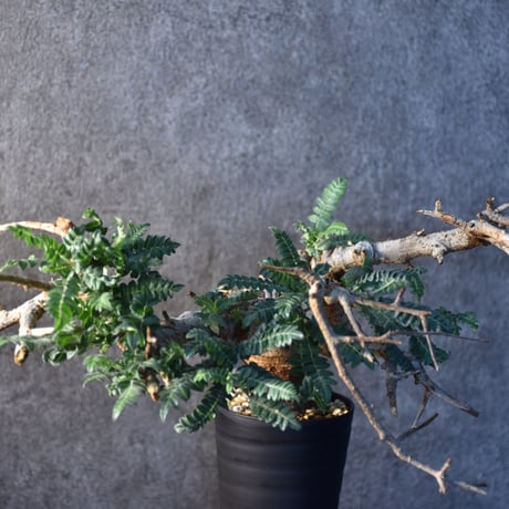 Boswellia neglecta　ボスウェリア ネグレクタ　発根済現地株　#3