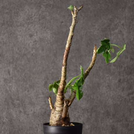 Jatropha spicata ヤトロファ スピカータ 発根済現地株 #6
