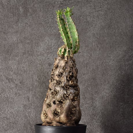 Euphorbia mlanjeana　ユーフォルビア ムランジーナ 発根済現地株 #7