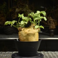 Cyphostemma uter var. macropus　キフォステンマ ウター マクロプス 発根済現地株 I25