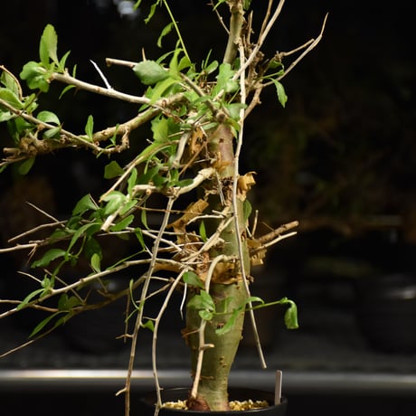 Commiphora habessinica コミフォラ ハベシニカ 発根済現地株 H8