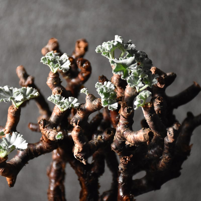 Pelargonium mirabile ペラルゴニウム ミラビレ 発根済現地株 #1 | B