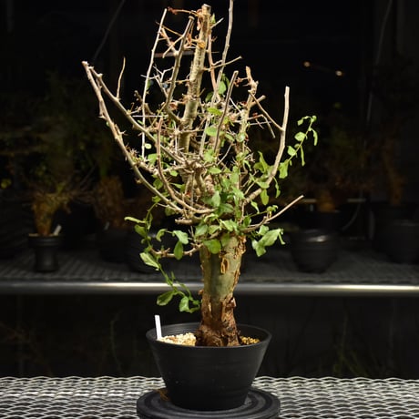 Commiphora habessinica コミフォラ ハベシニカ 発根済現地株 H9
