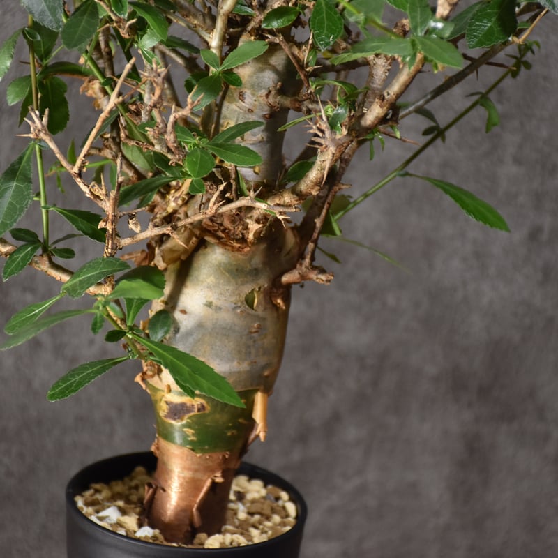 Commiphora habessinica コミフォラ ハベシニカ 発根済現地株 #5