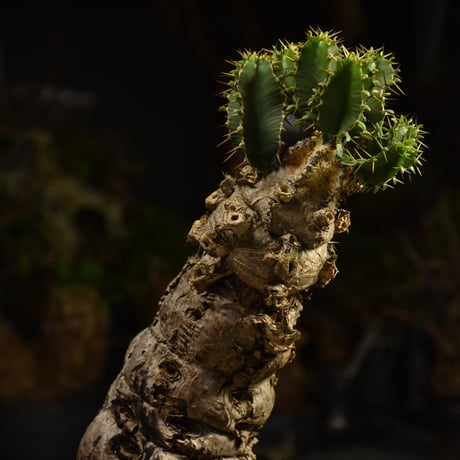 Euphorbia mlanjeana　ユーフォルビア ムランジーナ 発根済現地株 I82