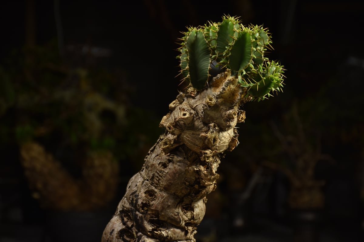 Euphorbia mlanjeana ユーフォルビア ムランジーナ 発根済現地株 I82 |