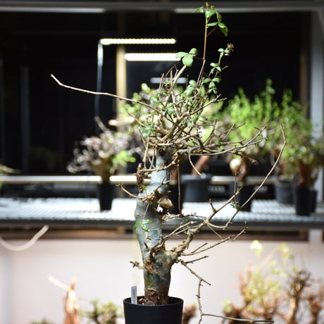 Commiphora holtziana コミフォラ ホルトジアナ 発根済現地株 #5