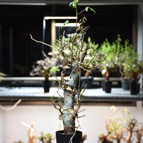 Commiphora holtziana コミフォラ ホルトジアナ 発根済現地株 #5