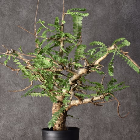 Boswellia neglecta　ボスウェリア ネグレクタ　発根済現地株　#5