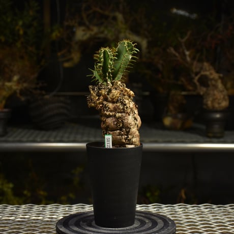 Euphorbia mlanjeana　ユーフォルビア ムランジーナ 発根済現地株 I39
