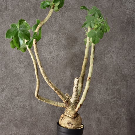 Jatropha spicata ヤトロファ スピカータ 発根済現地株 #1
