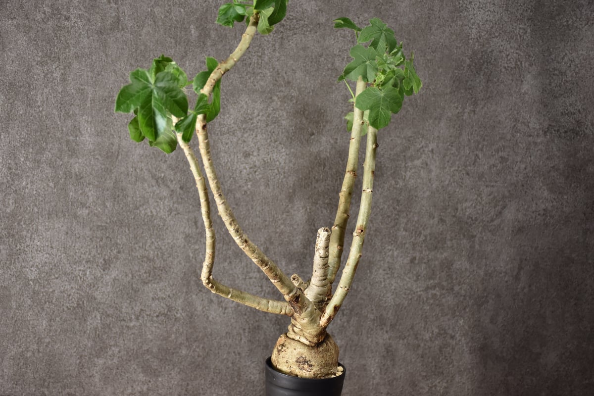 ヤトロファ スピカータ Jatropha spicata ヤトロファ スピカータ 発根済現地株 #1 | BONDEX