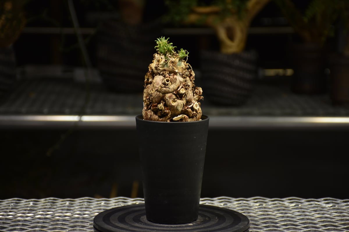 Euphorbia mlanjeana ユーフォルビア ムランジーナ 発根済現地株 E63 |