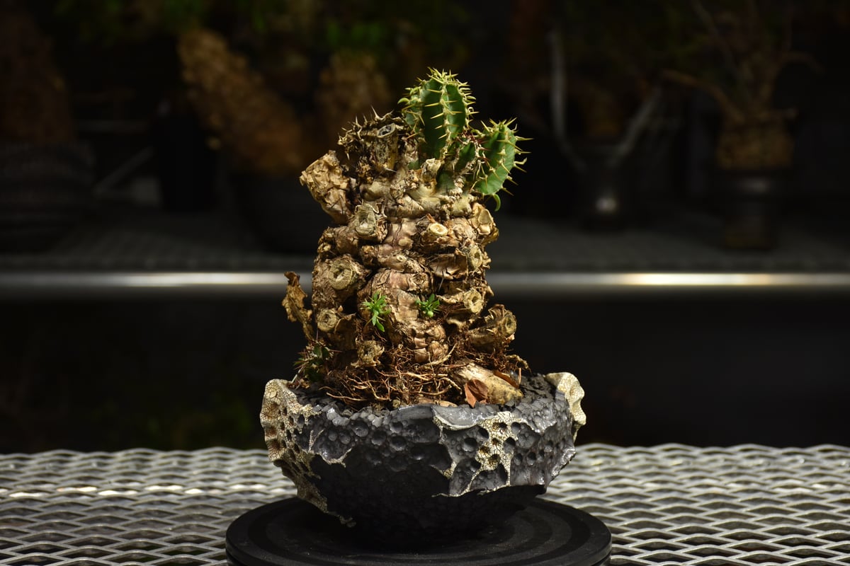Euphorbia mlanjeana ユーフォルビア ムランジーナ 発根済現地株 I79 |