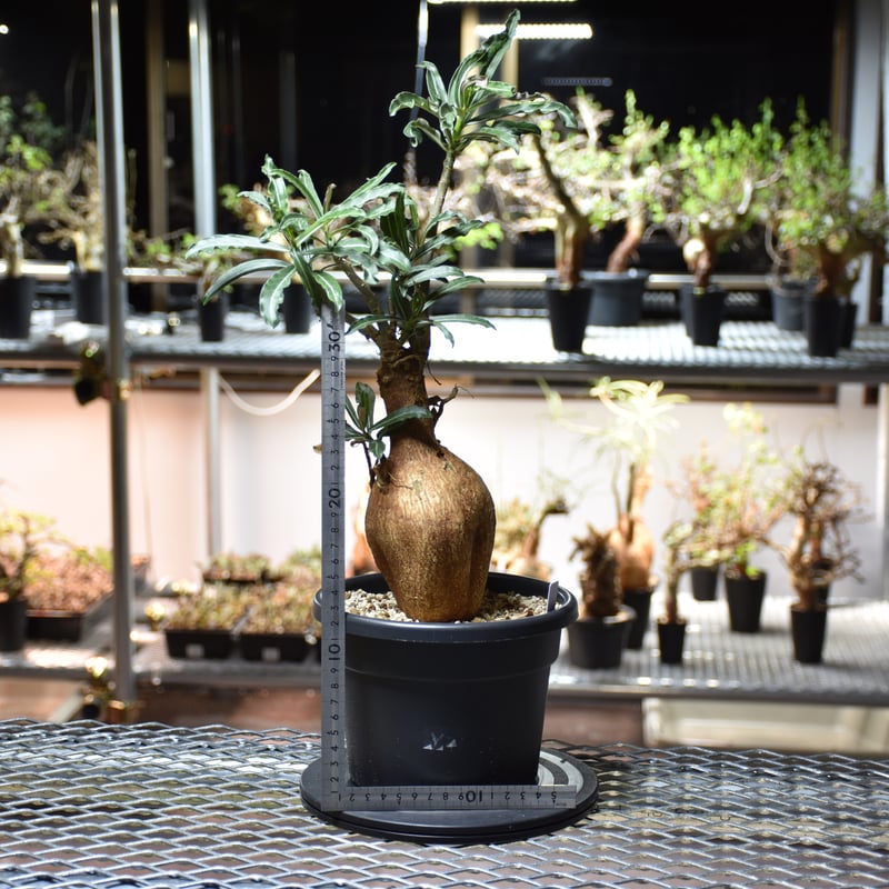 アデニア ソマレンセ 現地球 発根済 盆栽株 アデニア ソマレンセ 現地球 発根済 盆栽株 アデニア ソマレンセ 現地