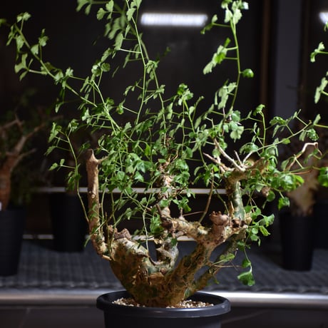 Commiphora campestris var. campestris コミフォラ カンペストリス 発根済現地株 B7