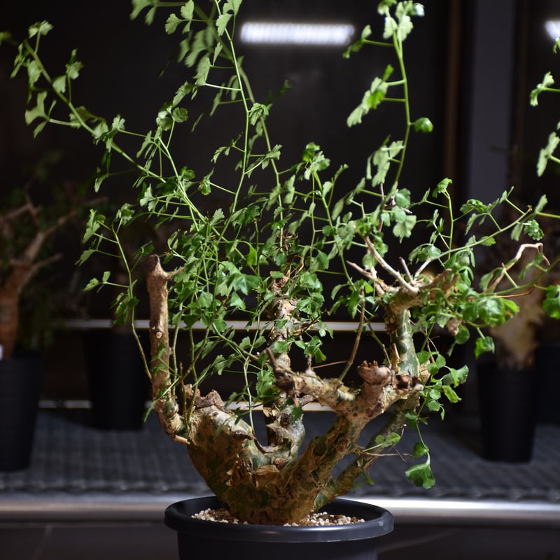 Commiphora campestris var. campestris コミフォラ カンペ