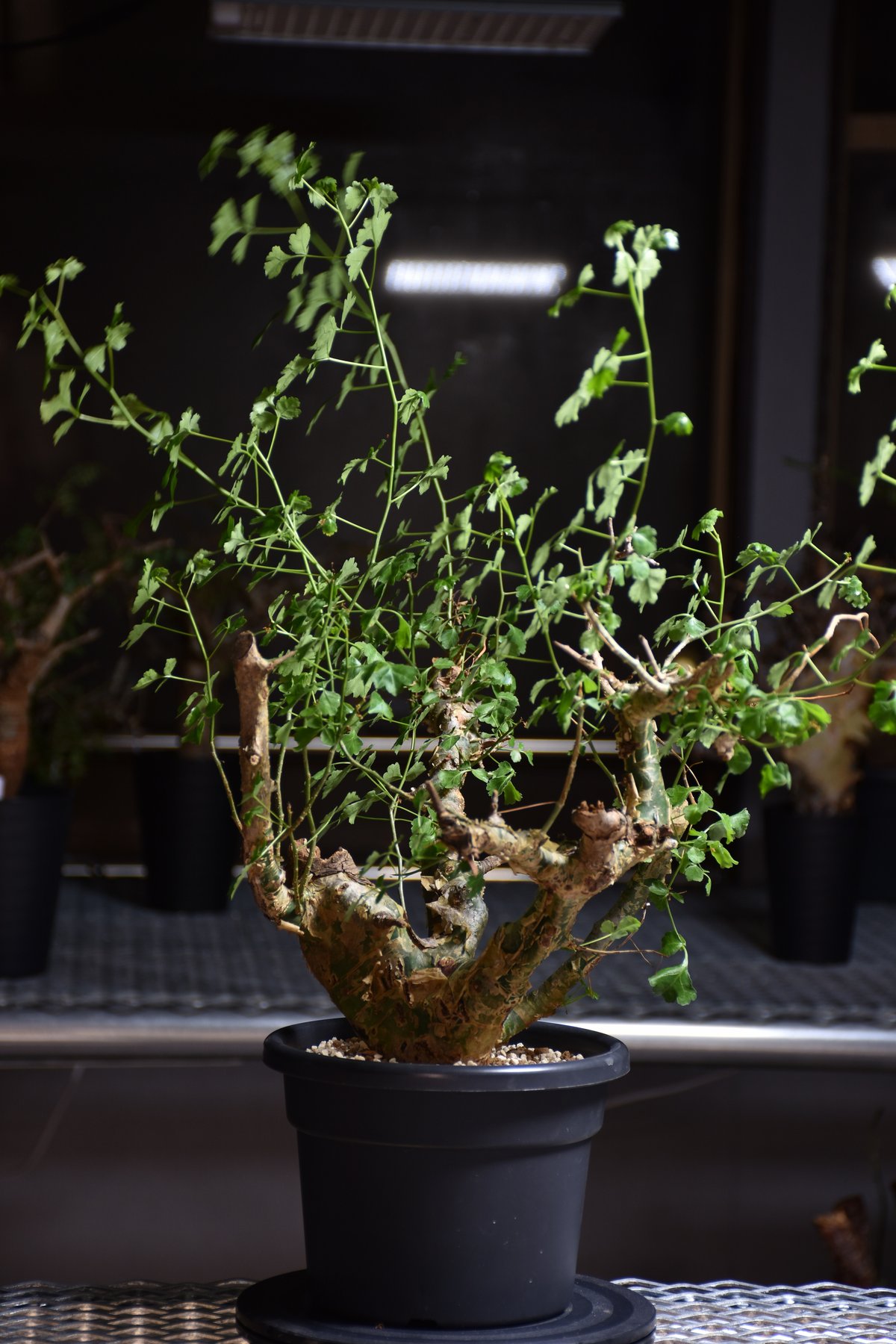 Commiphora campestris var. campestris コミフォラ カンペ