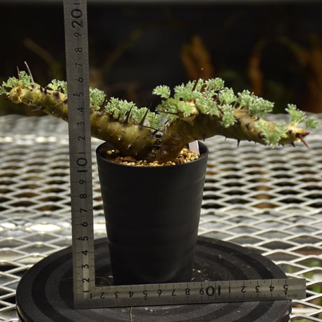 Monsonia herrei　モンソニア ヘレー　発根済現地株 6Bb8