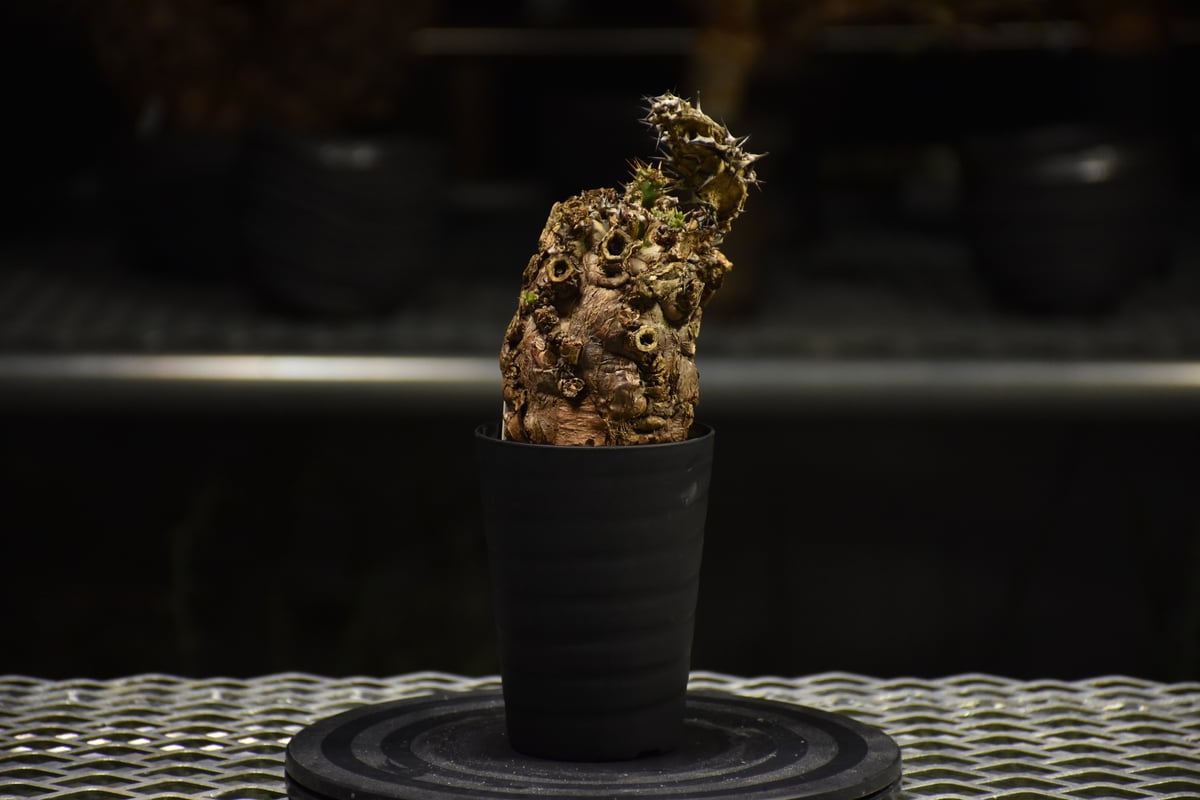 【。】ユーフォルビア　ムランジーナ　発根済み　手乗り ユーフォルビア ムランジーナ 発根済み 手乗り ユーフォルビア