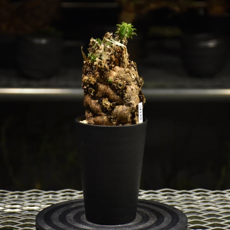 Euphorbia mlanjeana　ユーフォルビア ムランジーナ 発根済現地株 I36