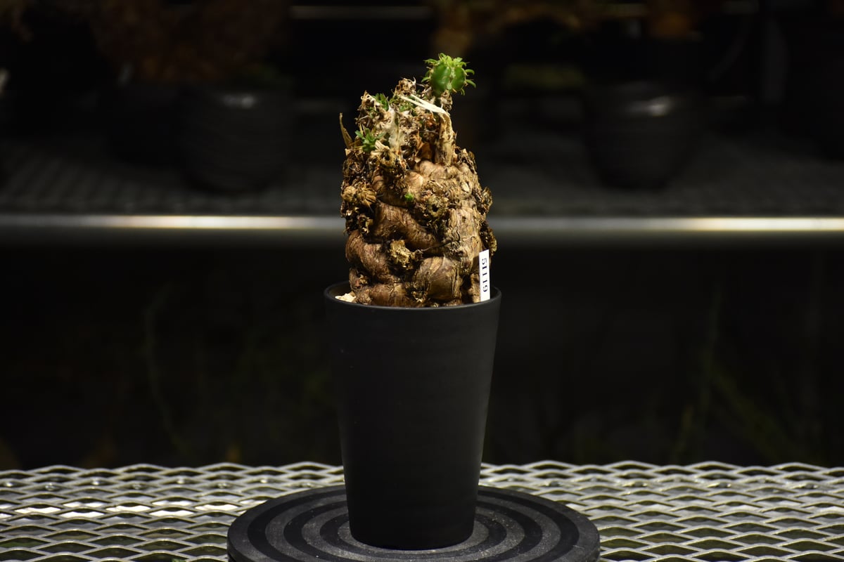 Euphorbia mlanjeana ユーフォルビア ムランジーナ 発根済現地株 I36 |