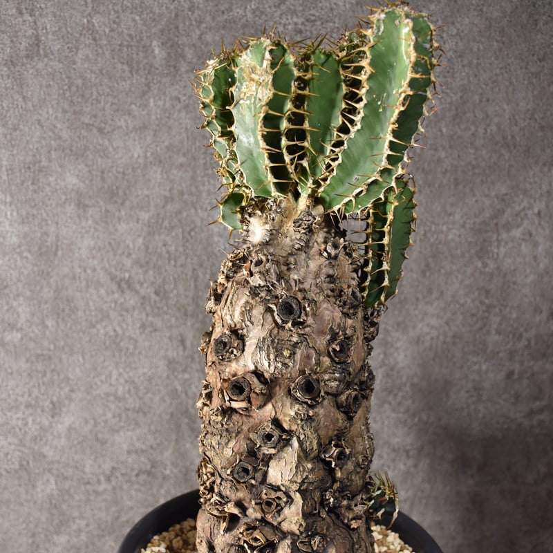 Euphorbia mlanjeana ユーフォルビア ムランジーナ 発根済現地株 #3 |