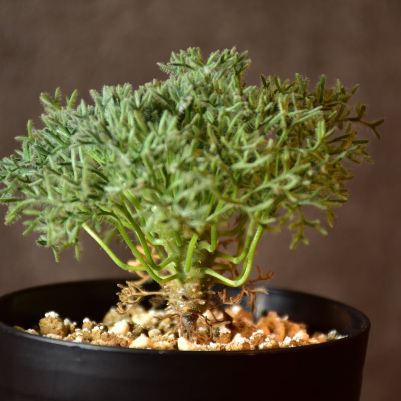 Monsonia multifida モンソニア ムルチフィダ 実生株 #1 | BONDEX Monsonia multifida モンソニア ムルチフィダ 実生株 #1 | BONDEX