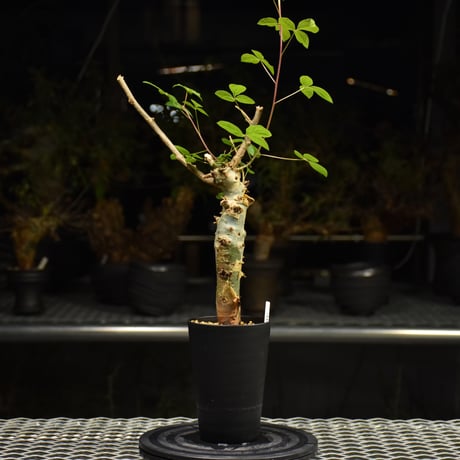 Commiphora holtziana コミフォラ ホルトジアナ 発根済現地株 H31