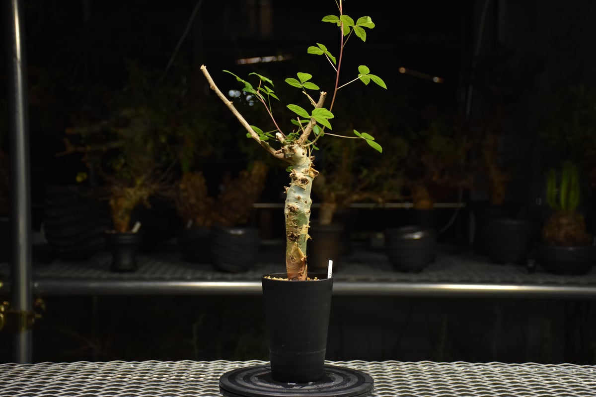 Commiphora holtziana コミフォラ ホルトジアナ 発根済現地株 H31 |