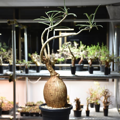 Adenium Somalense アデニウム ソマレンセ 発根済現地株 #6