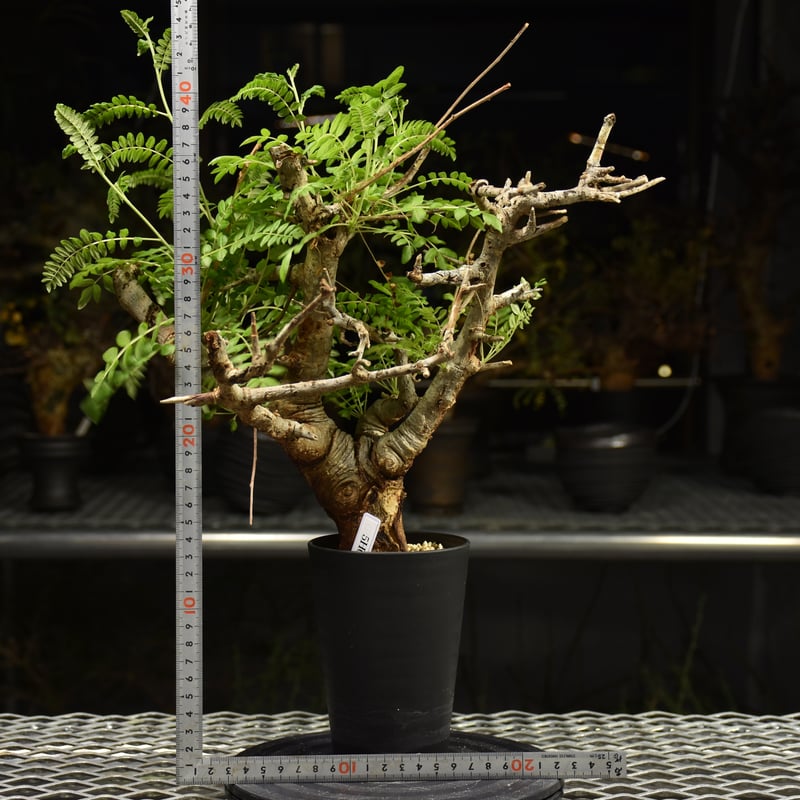 Boswellia neglecta ボスウェリア ネグレクタ 発根済現地株 H11