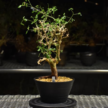 Commiphora campestris コミフォラ カンペストリス 発根済現地株 H3