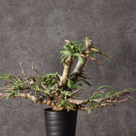 Boswellia neglecta　ボスウェリア ネグレクタ　発根済現地株　#11