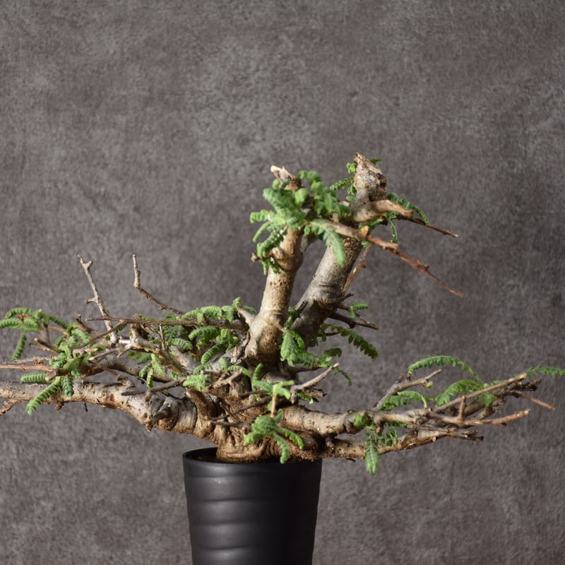 Boswellia neglecta ボスウェリア ネグレクタ 発根済現地株 #11