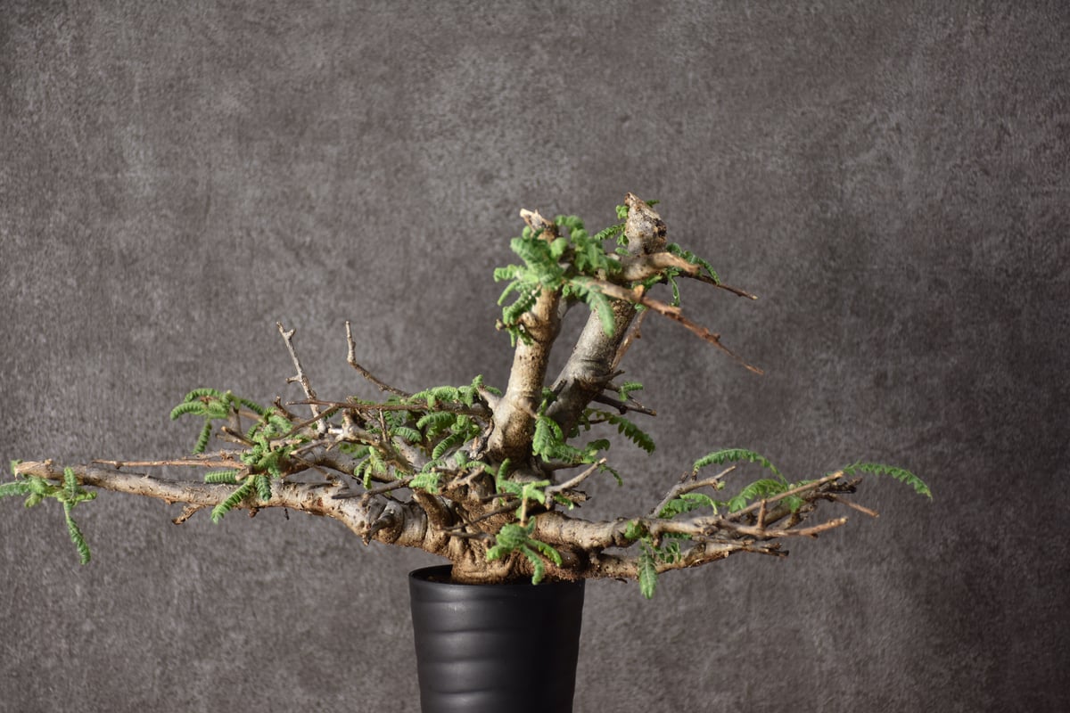 Boswellia neglecta ボスウェリア ネグレクタ 発根済現地株 #11 | BO