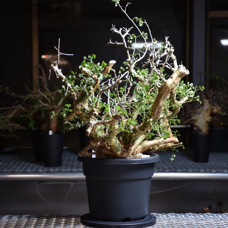 Commiphora campestris var. campestris コミフォラ カンペストリス 発根済現地株 B9