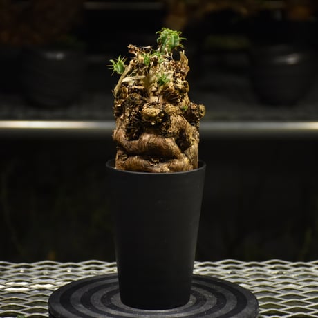 Euphorbia mlanjeana　ユーフォルビア ムランジーナ 発根済現地株 I36