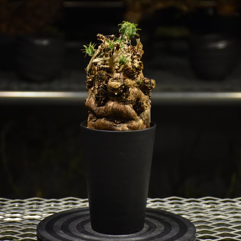 Euphorbia mlanjeana ユーフォルビア ムランジーナ 発根済現地株 I36 |