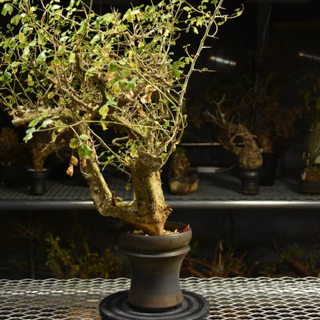 Commiphora campestris コミフォラ カンペストリス 発根済現地株 A11