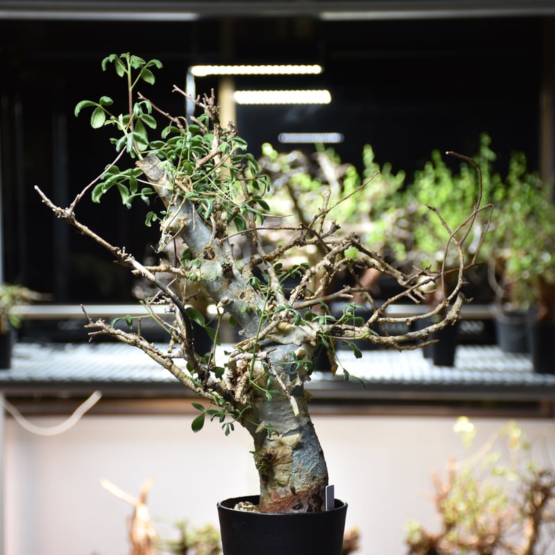 Commiphora holtziana コミフォラ ホルトジアナ 発根済現地株 Commiphora holtziana コミフォラ ホルトジアナ 発根済現地株