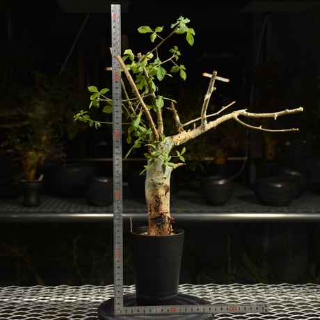 Commiphora holtziana コミフォラ ホルトジアナ 発根済現地株 H17