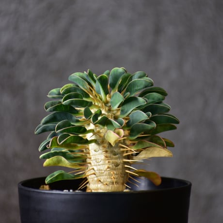 Euphorbia guillauminiana　ユーフォルビア　ギラウミニアナ　実生株 #4