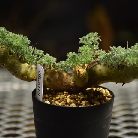 Monsonia herrei　モンソニア ヘレー　発根済現地株 6Bb9