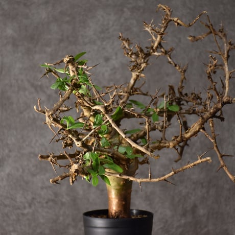 Commiphora habessinica コミフォラ ハベシニカ 発根済現地株 #2