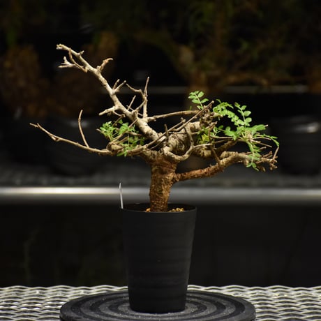 ボスウェリア ネグレクタ (Boswellia neglecta) 乳香の木 isla del pescado - Boswellia neglecta-ボスウェリア・ネグレクタ