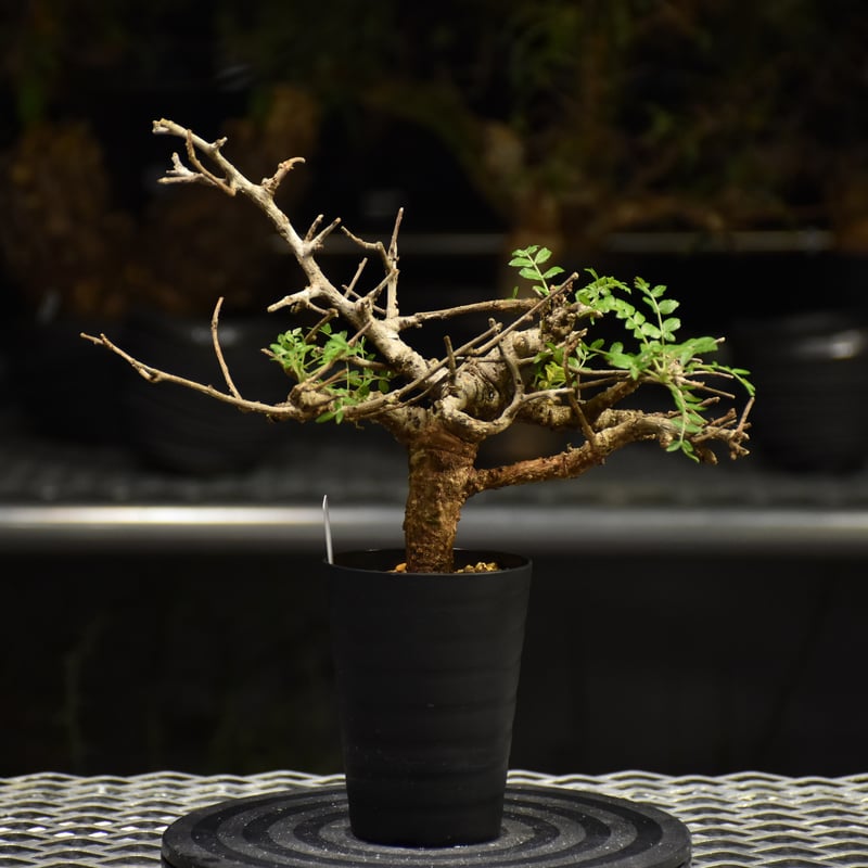 Boswellia neglecta ボスウェリア ネグレクタ 発根済現地株 H18 | BO