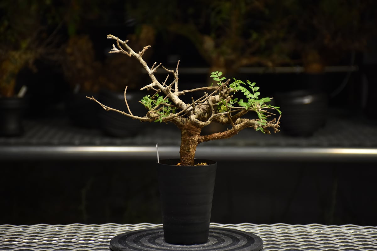 Boswellia neglecta ボスウェリア ネグレクタ 発根済現地株 H18 | BO