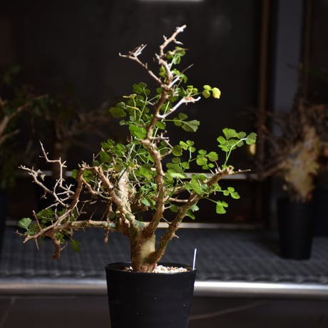 Commiphora campestris var. campestris コミフォラ カンペストリス 発根済現地株 B5